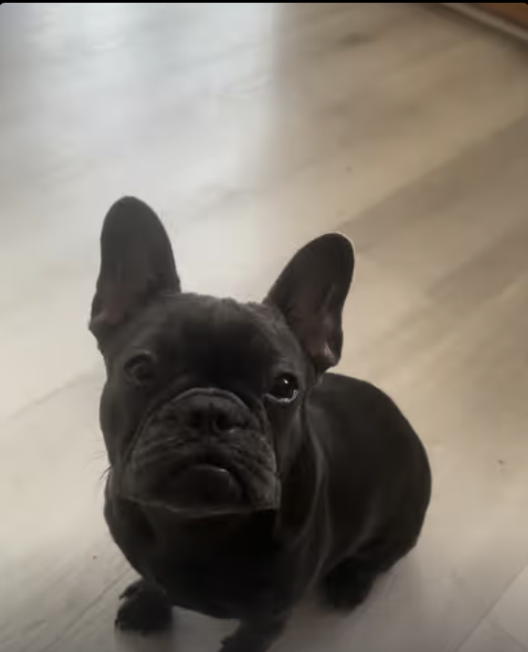 Successful training session -Little Frenchie Yoda